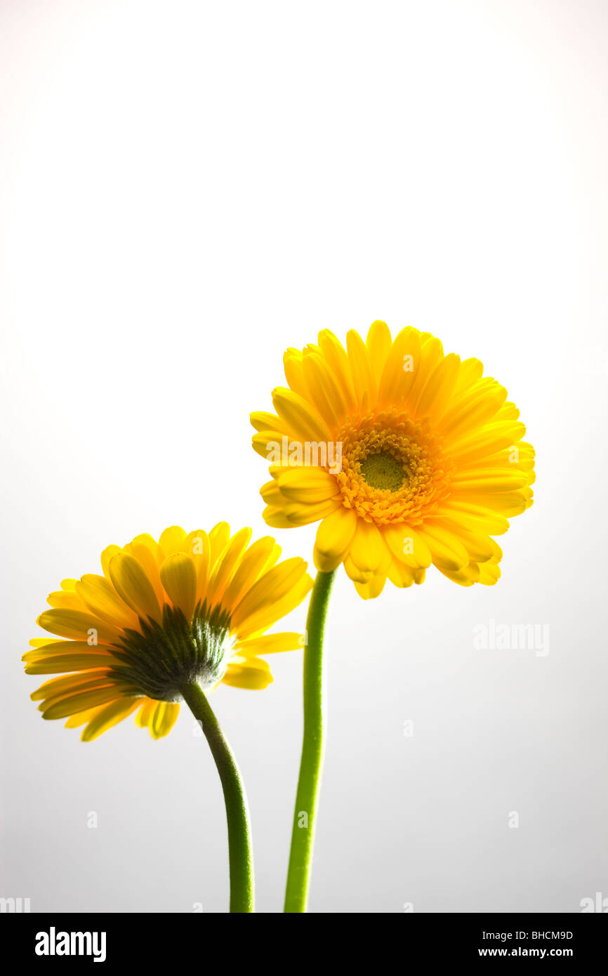 Gerbera daisy Stock Photo Alamy
