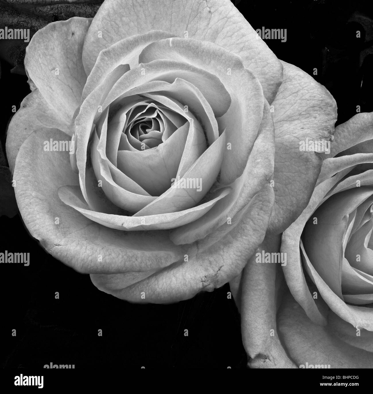 The family of rosaceous hires stock photography and images Alamy