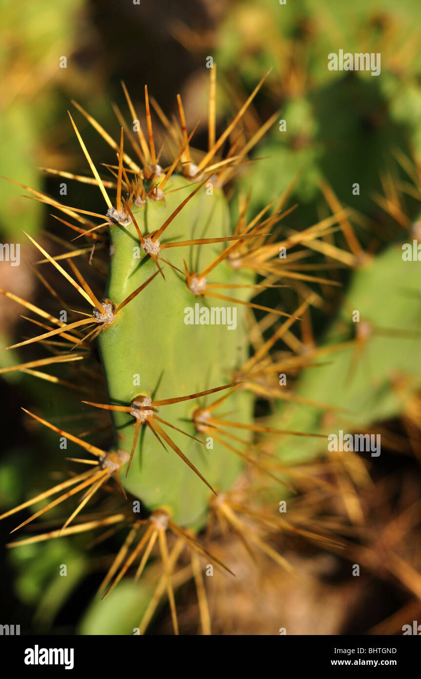 Paddle cactus hires stock photography and images Alamy