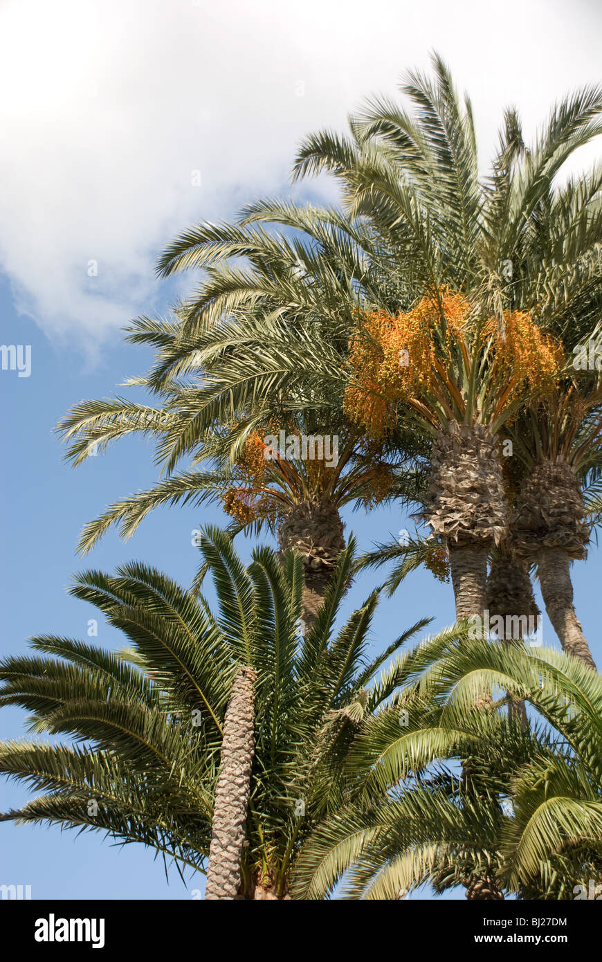 Dates growing in palm tree hires stock photography and images Alamy