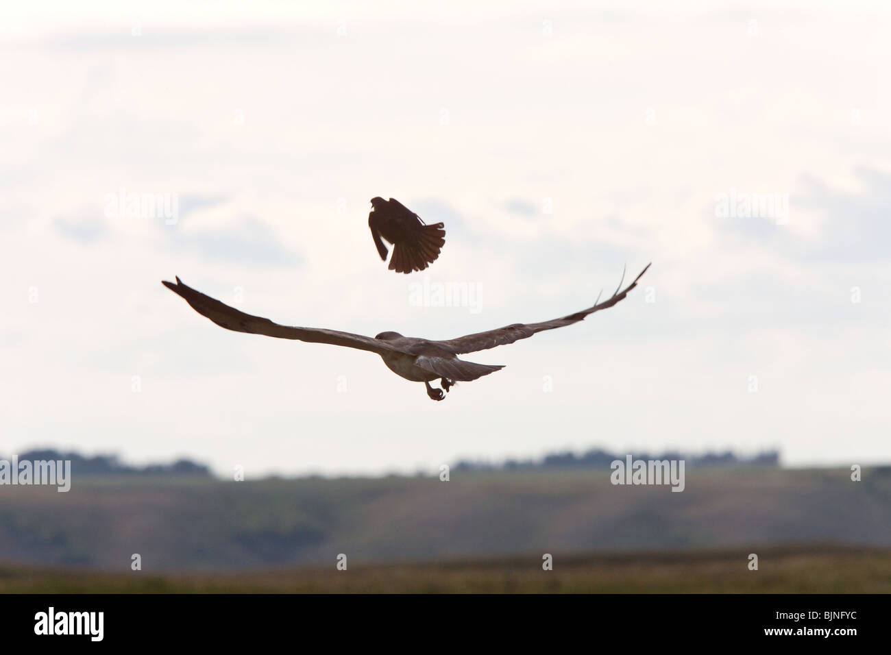 Small bird attacking hawk Stock Photo Alamy