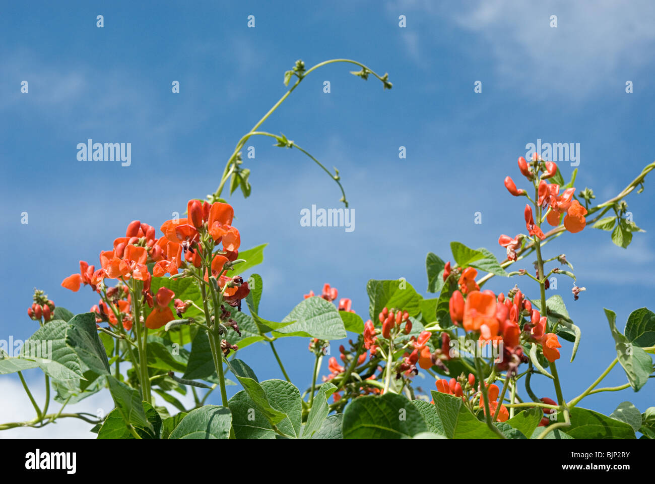Runner bean flowers Stock Photo Alamy