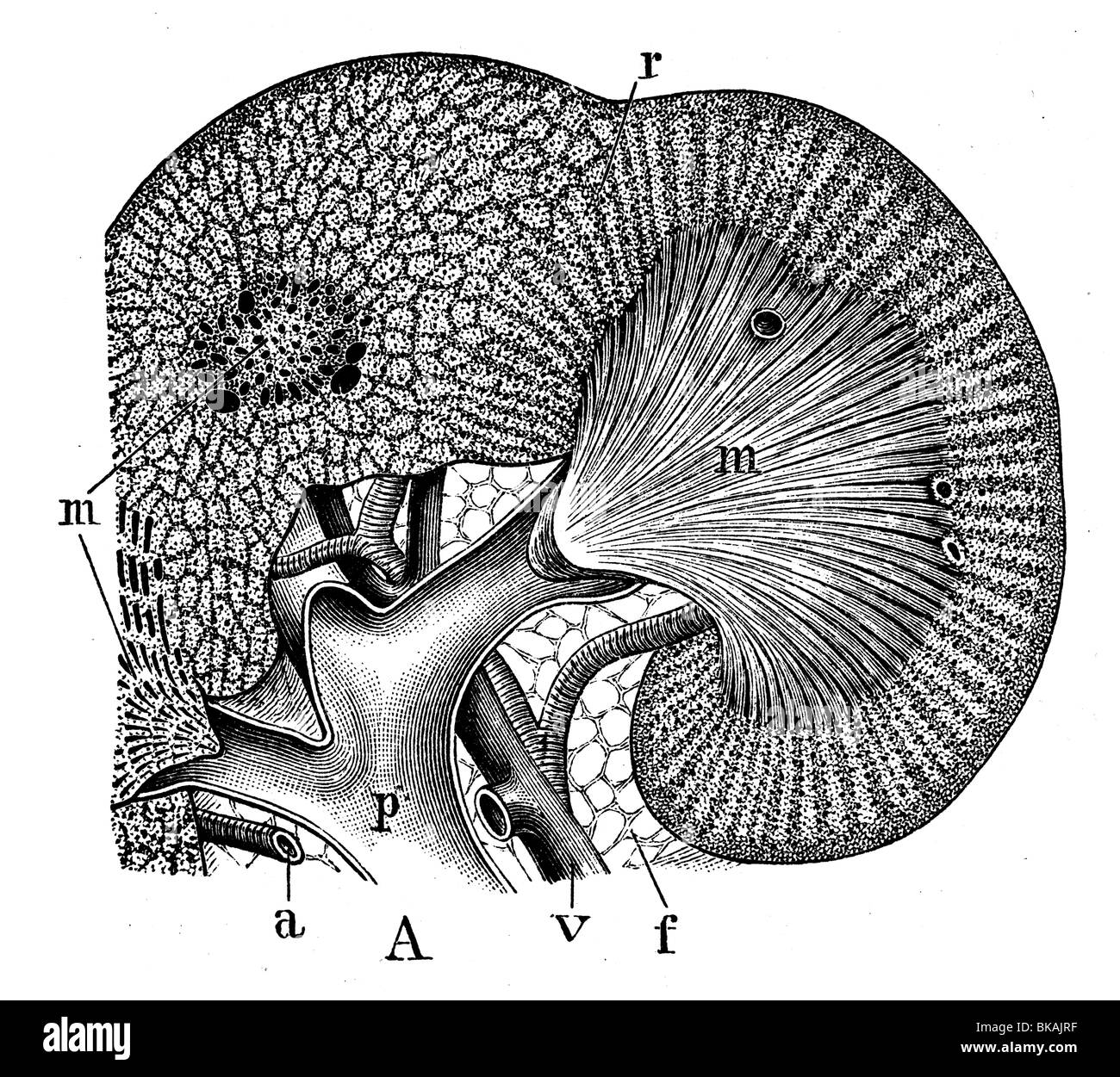 Kidney Cross Section Labeled