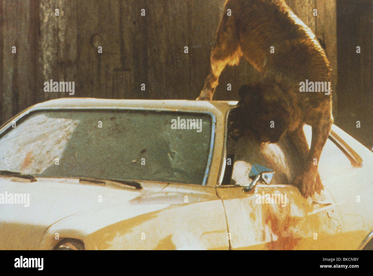 CUJO 1983 Stock Photo Alamy