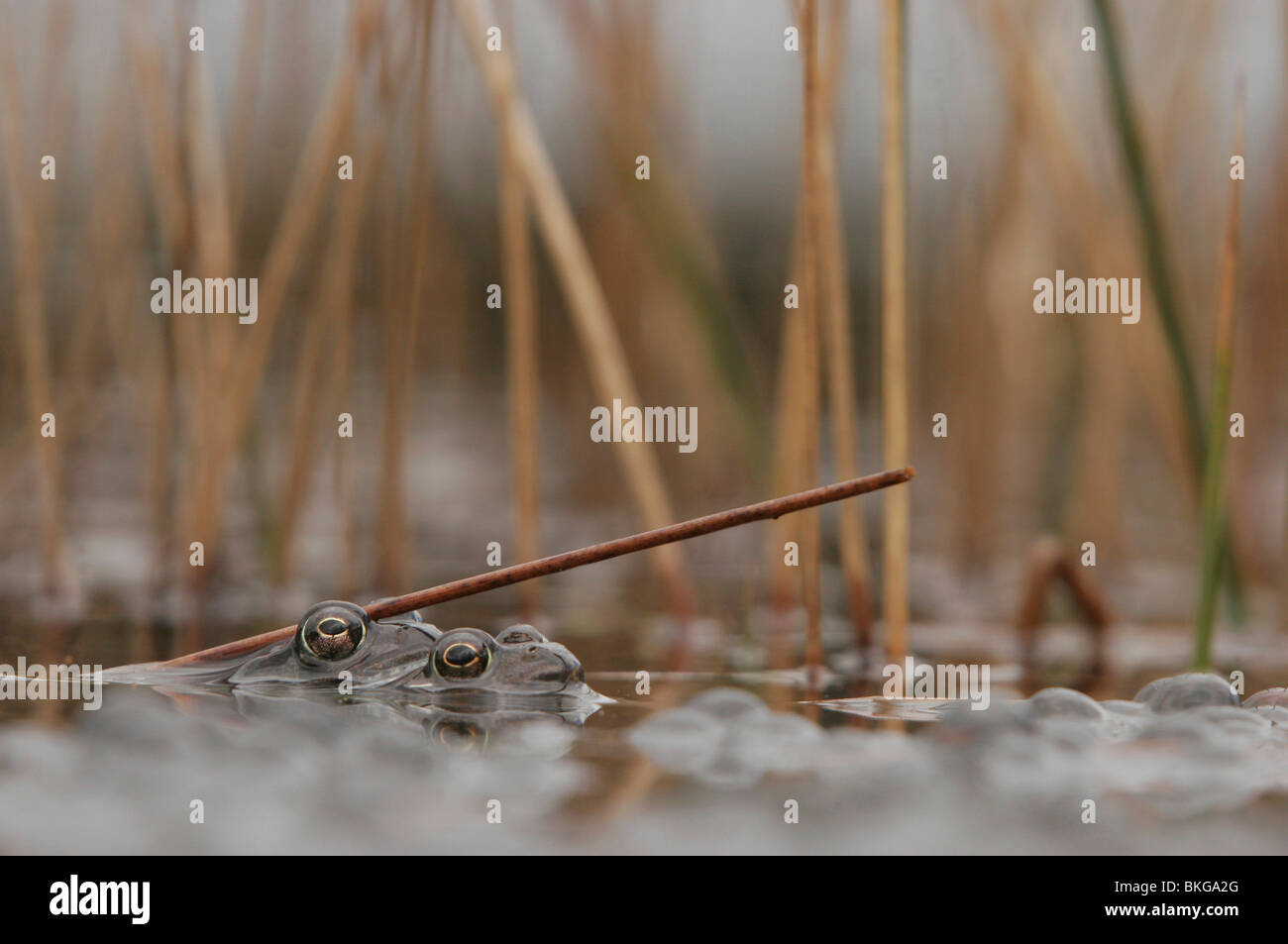 Common frogs between frogspawn Stock Photo Alamy
