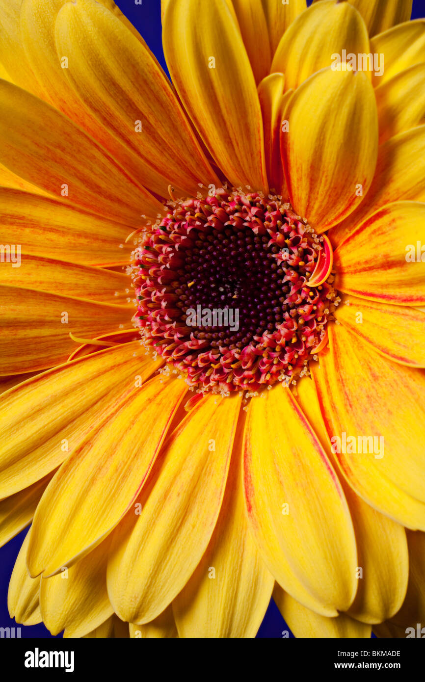 yellow Gerbera daisy Stock Photo Alamy
