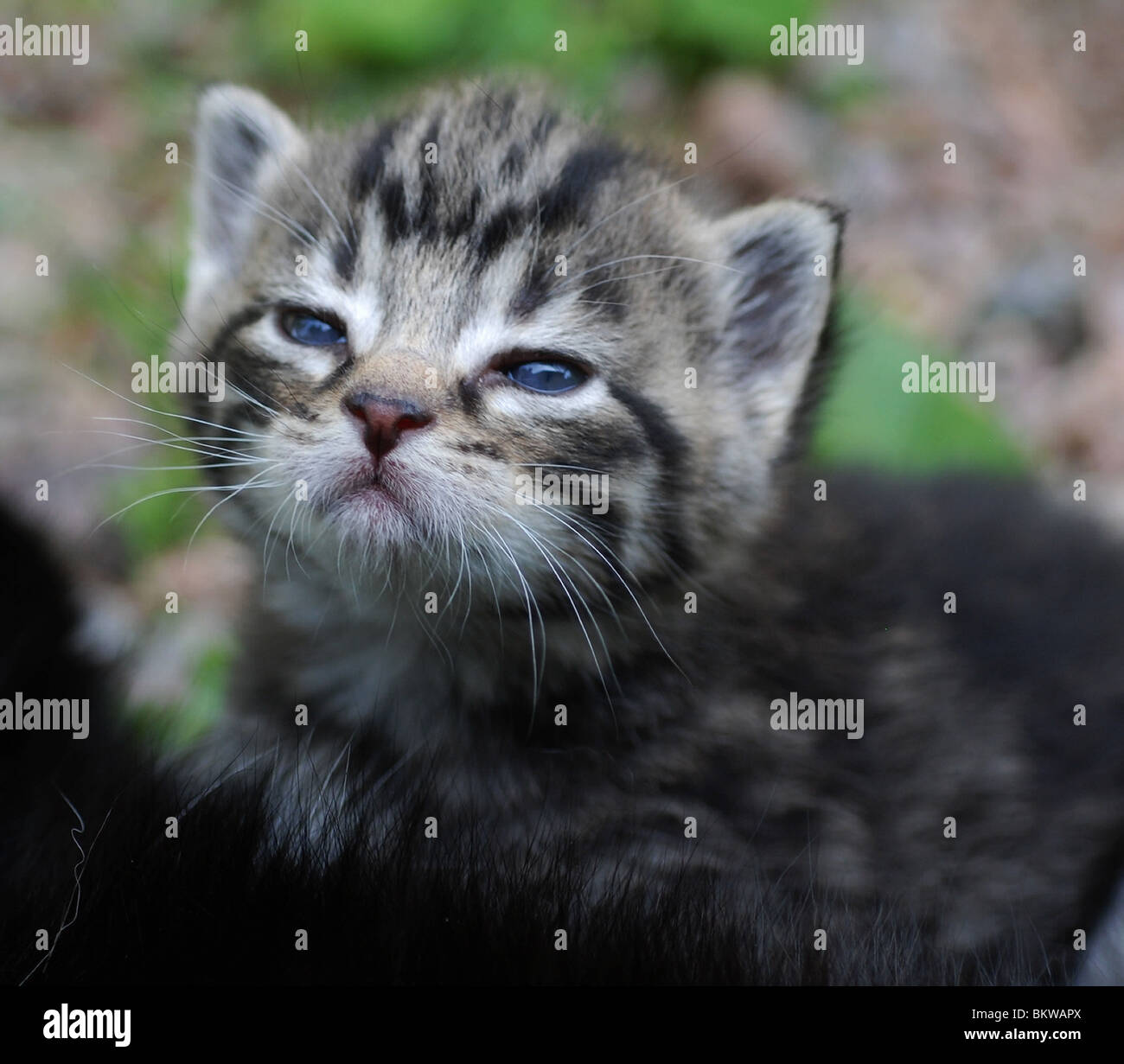 Kitten Nose High Resolution Stock Photography and Images Alamy