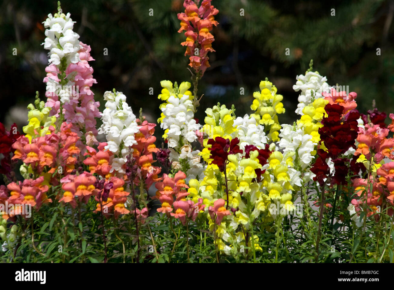 The Snapdragon flower Stock Photo Alamy