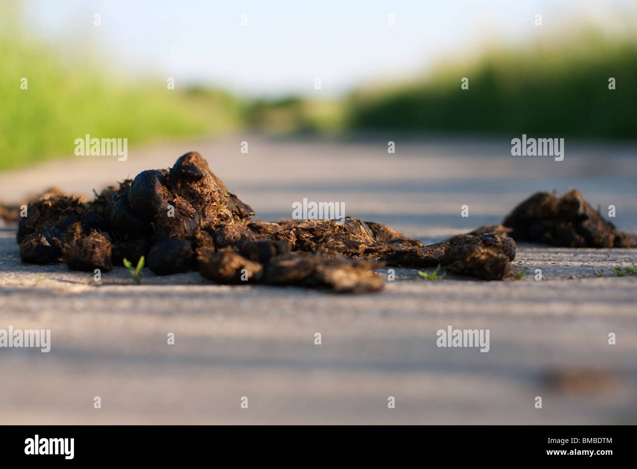 Horse muck hires stock photography and images Alamy