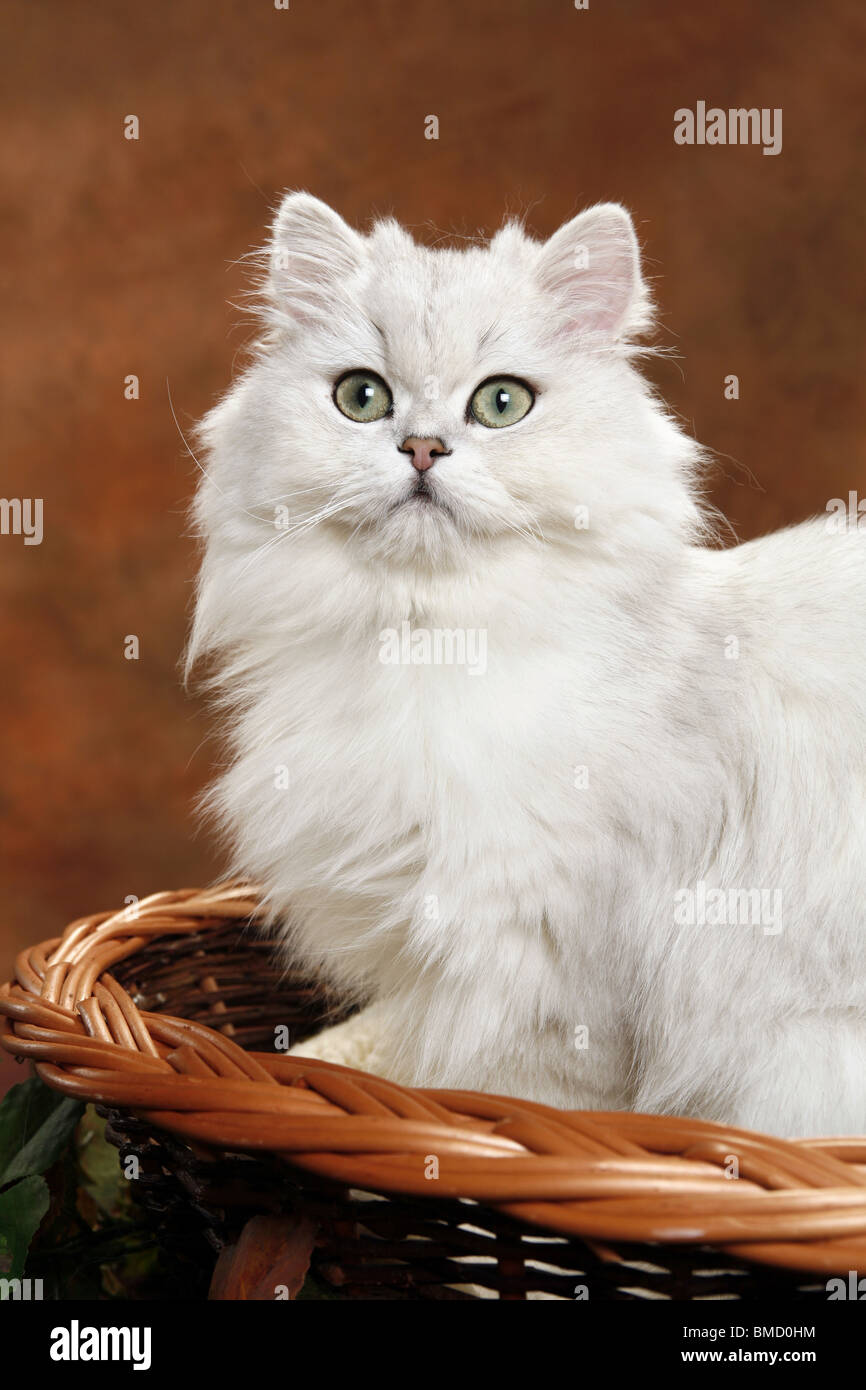 Britisch Langhaar Stock Photo, Royalty Free Image 29789360 Alamy