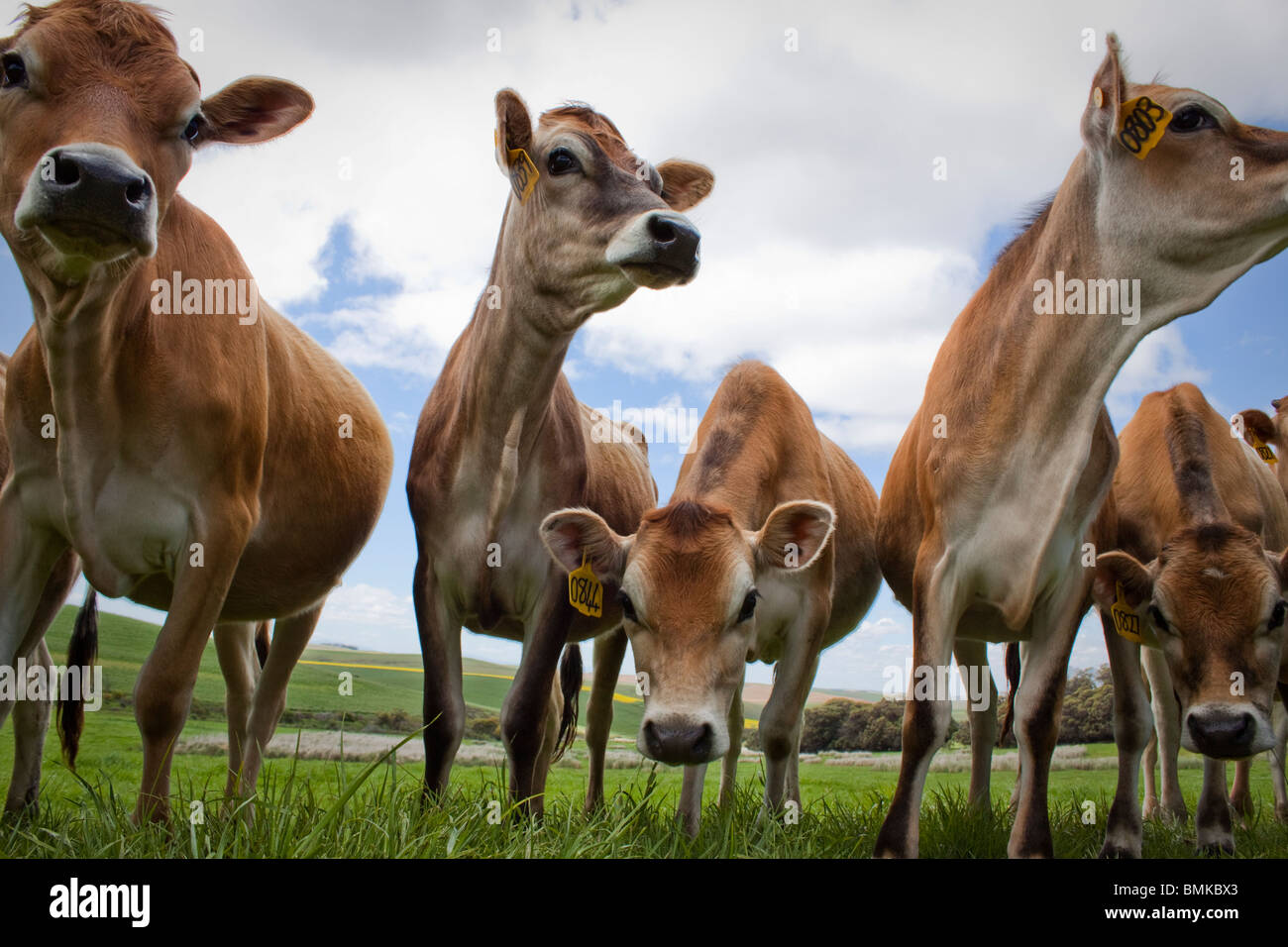 Skinny Cattle High Resolution Stock Photography and Images Alamy