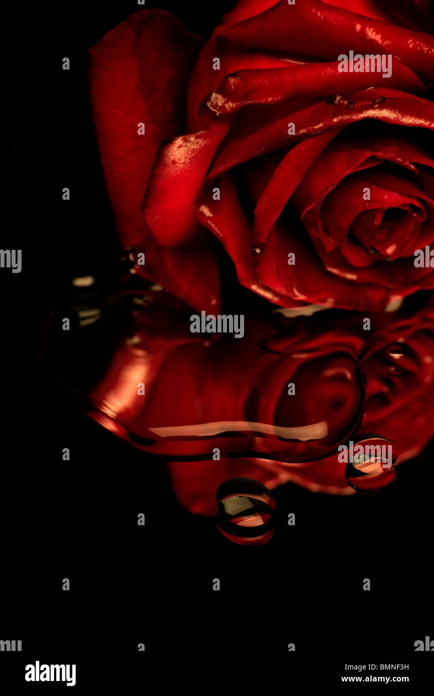 Bleeding rose hires stock photography and images Alamy