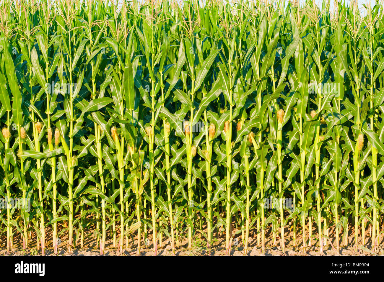 Corn plant hires stock photography and images Alamy