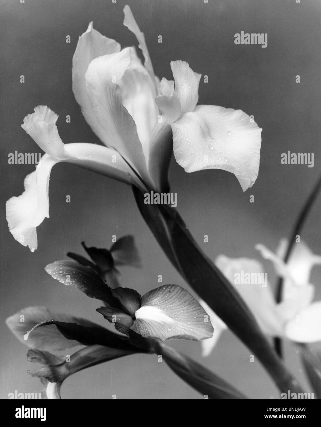 Iris petal Black and White Stock Photos & Images Alamy