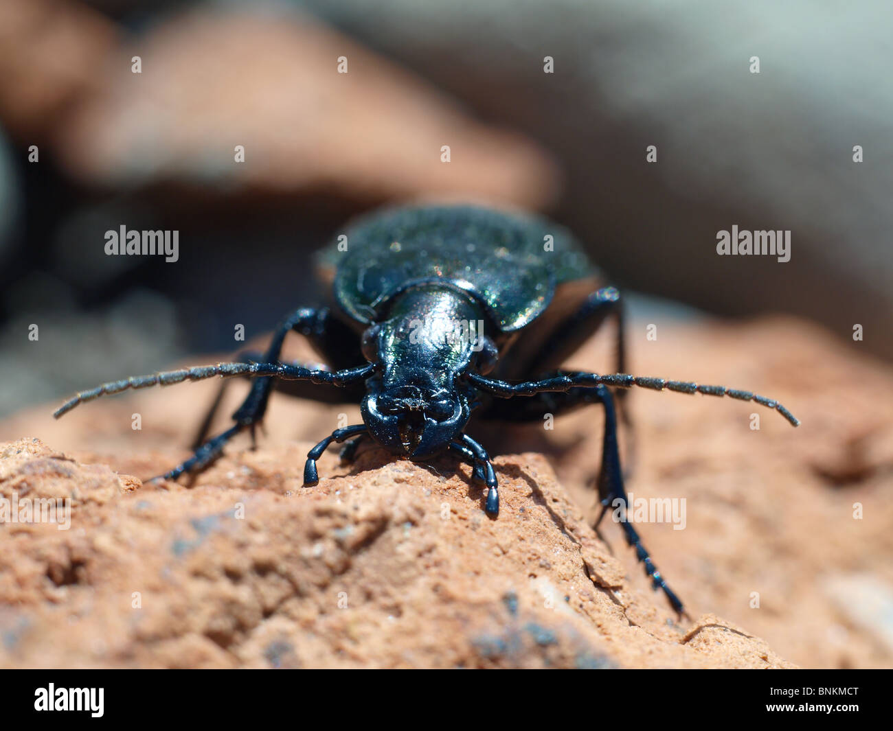 Bombardier beetle hires stock photography and images Alamy