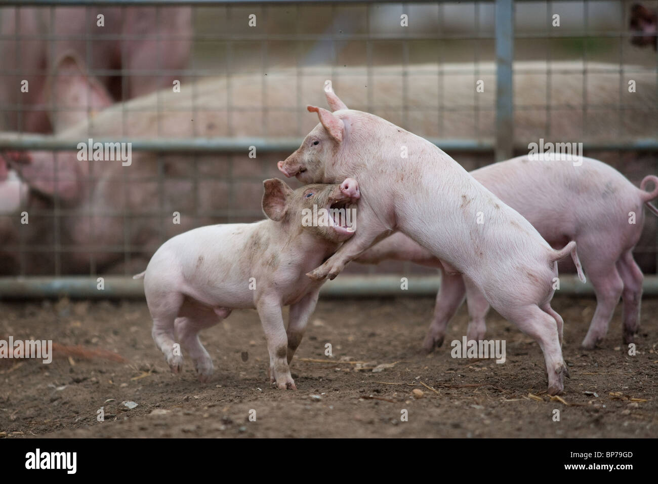 Pig sty hires stock photography and images Alamy