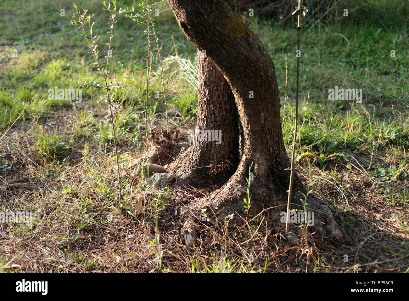 Walking tree hires stock photography and images Alamy
