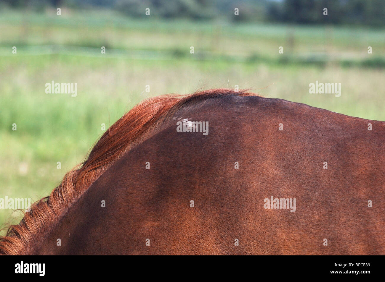 Saddle sore hires stock photography and images Alamy