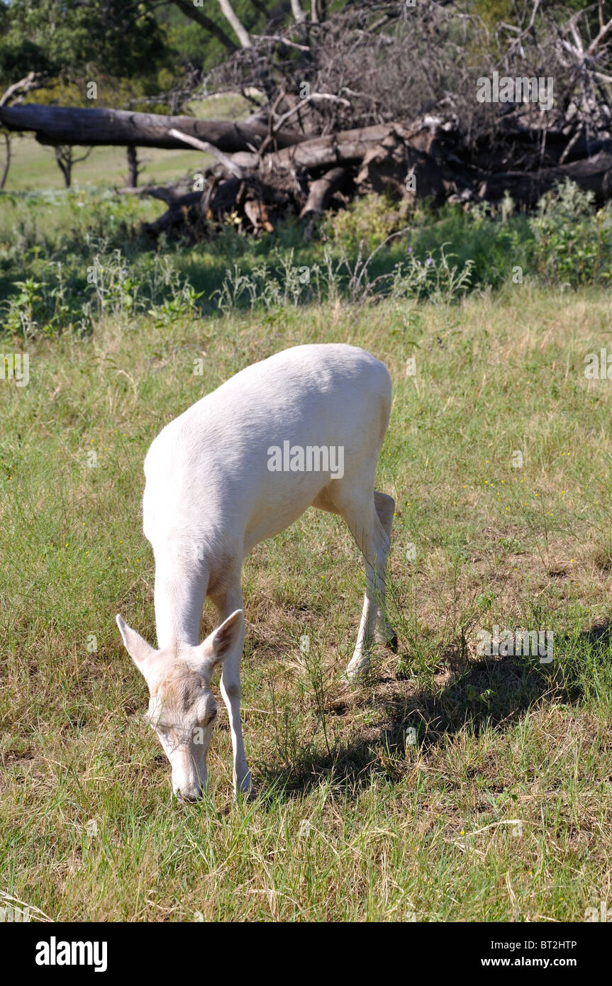 Young deer eating Stock Photo Alamy