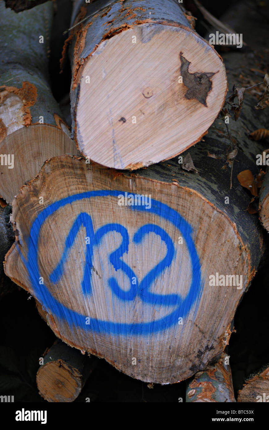 Tree logs marked Stock Photo Alamy