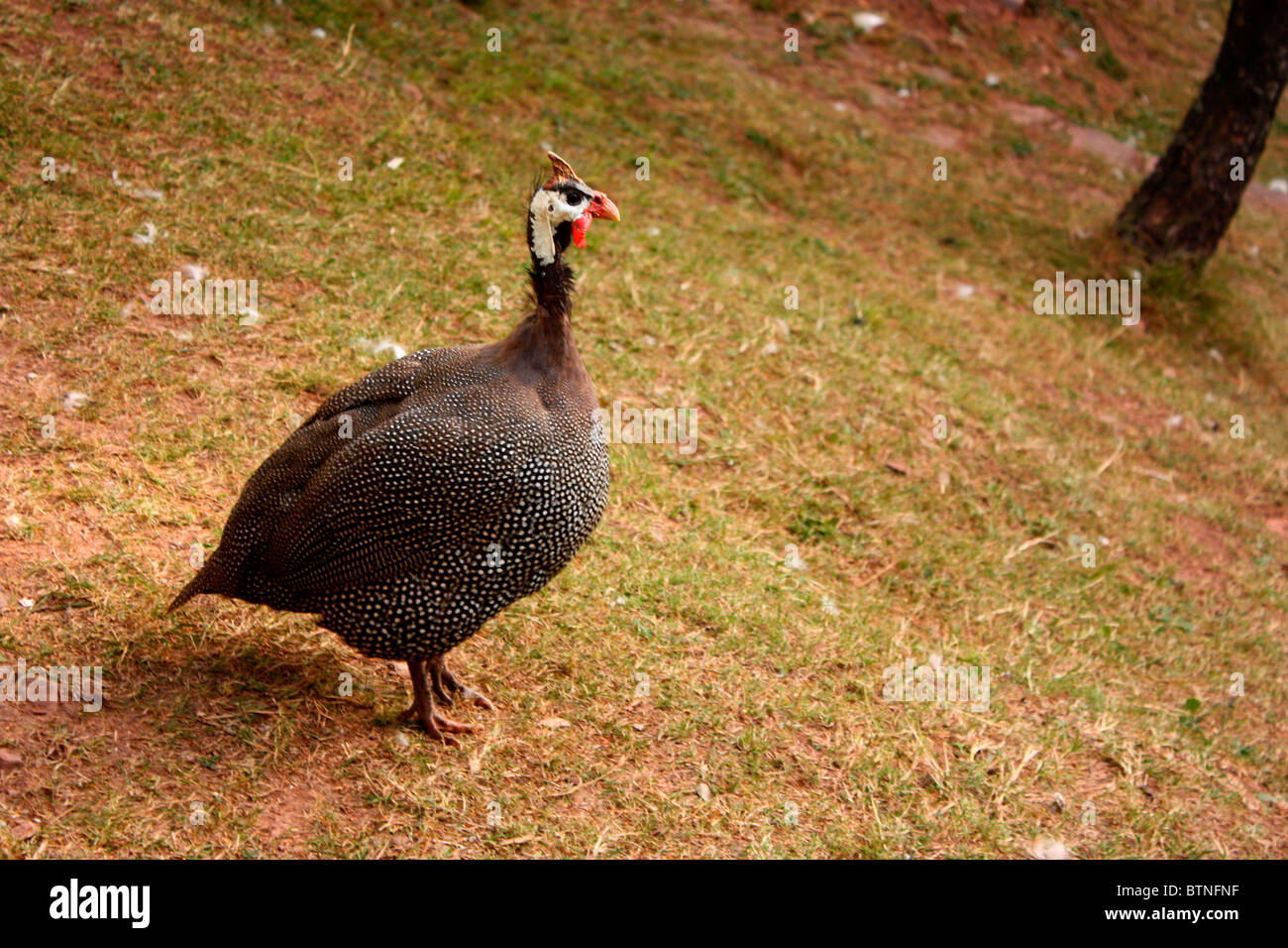 Peahen Stock Photo Alamy