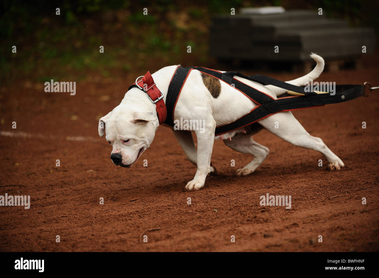 What Is The World Record For Dog Weight Pulling