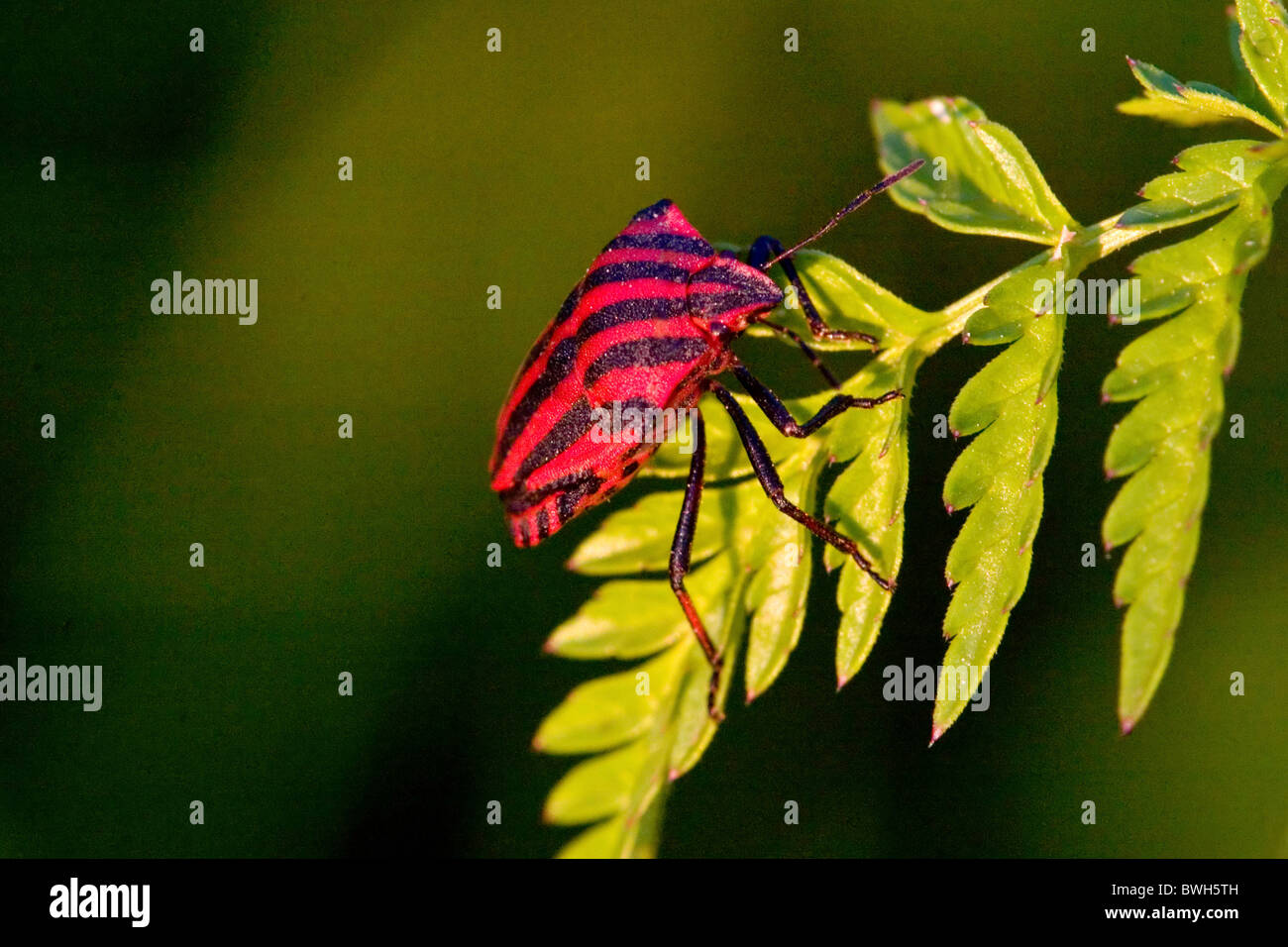 striped stink bug Stock Photo Alamy