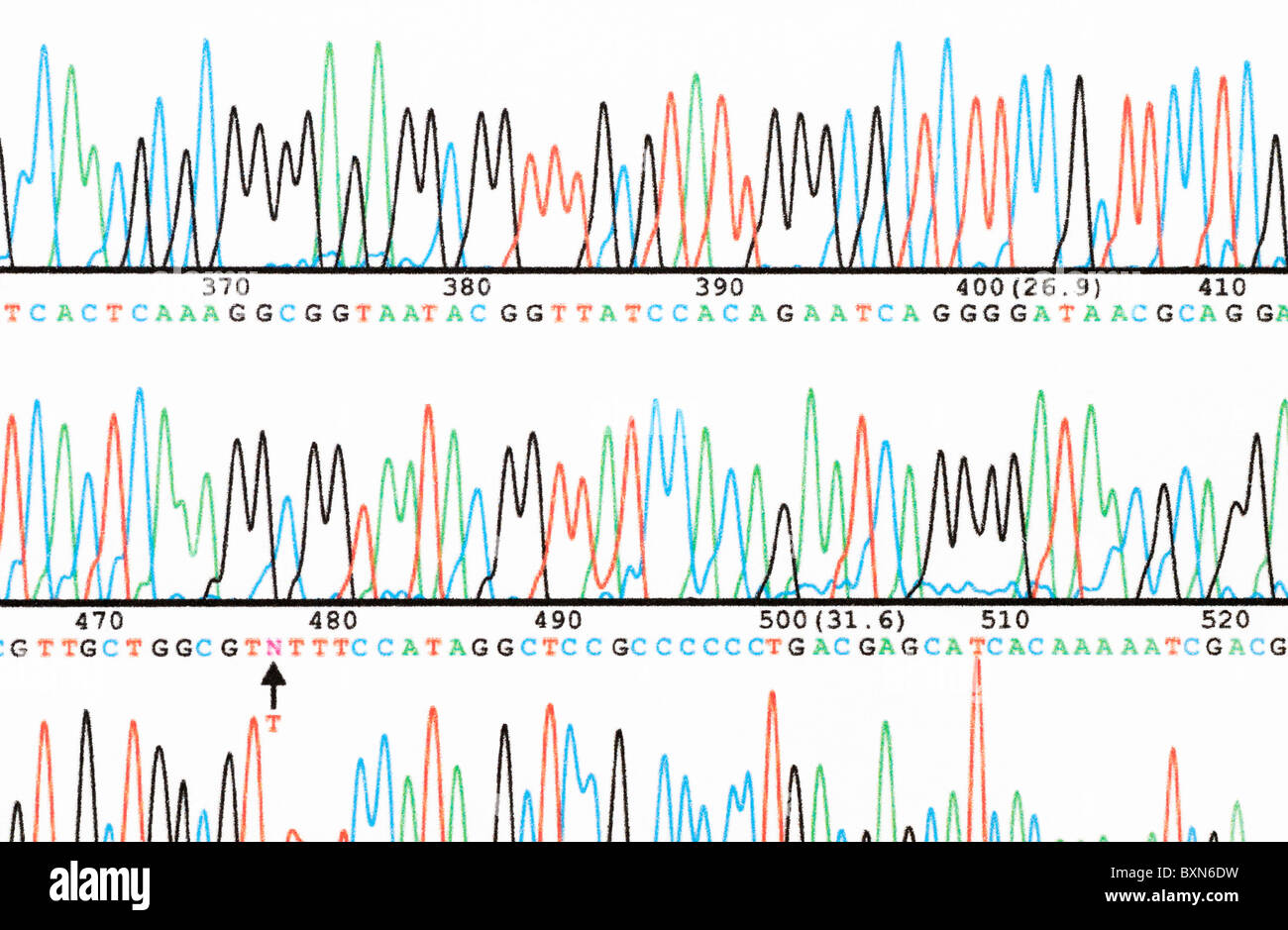 DNA sequencing. Part of a DNA base sequence read generated by an