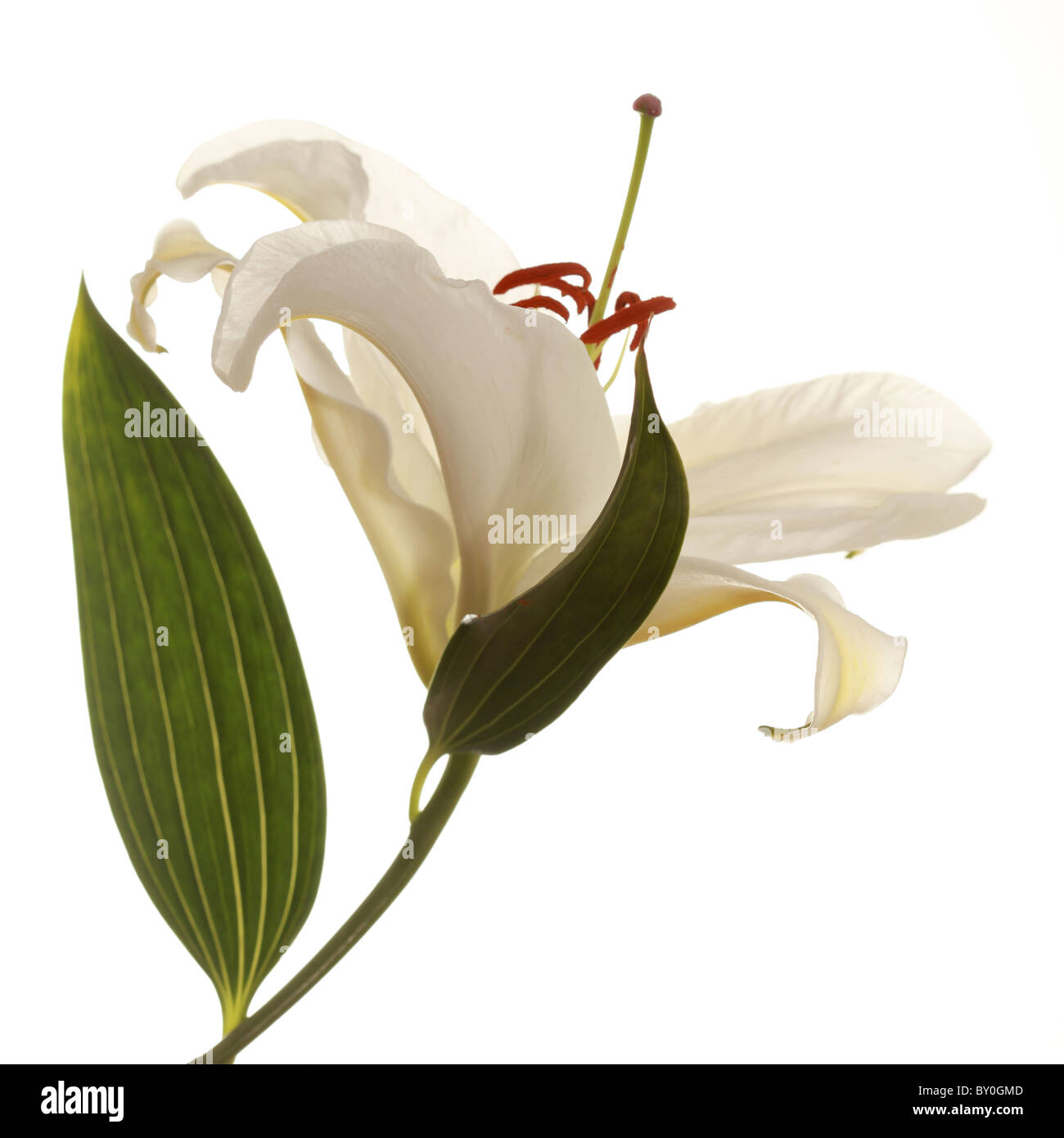 Single stem Easter Lily Stock Photo Alamy