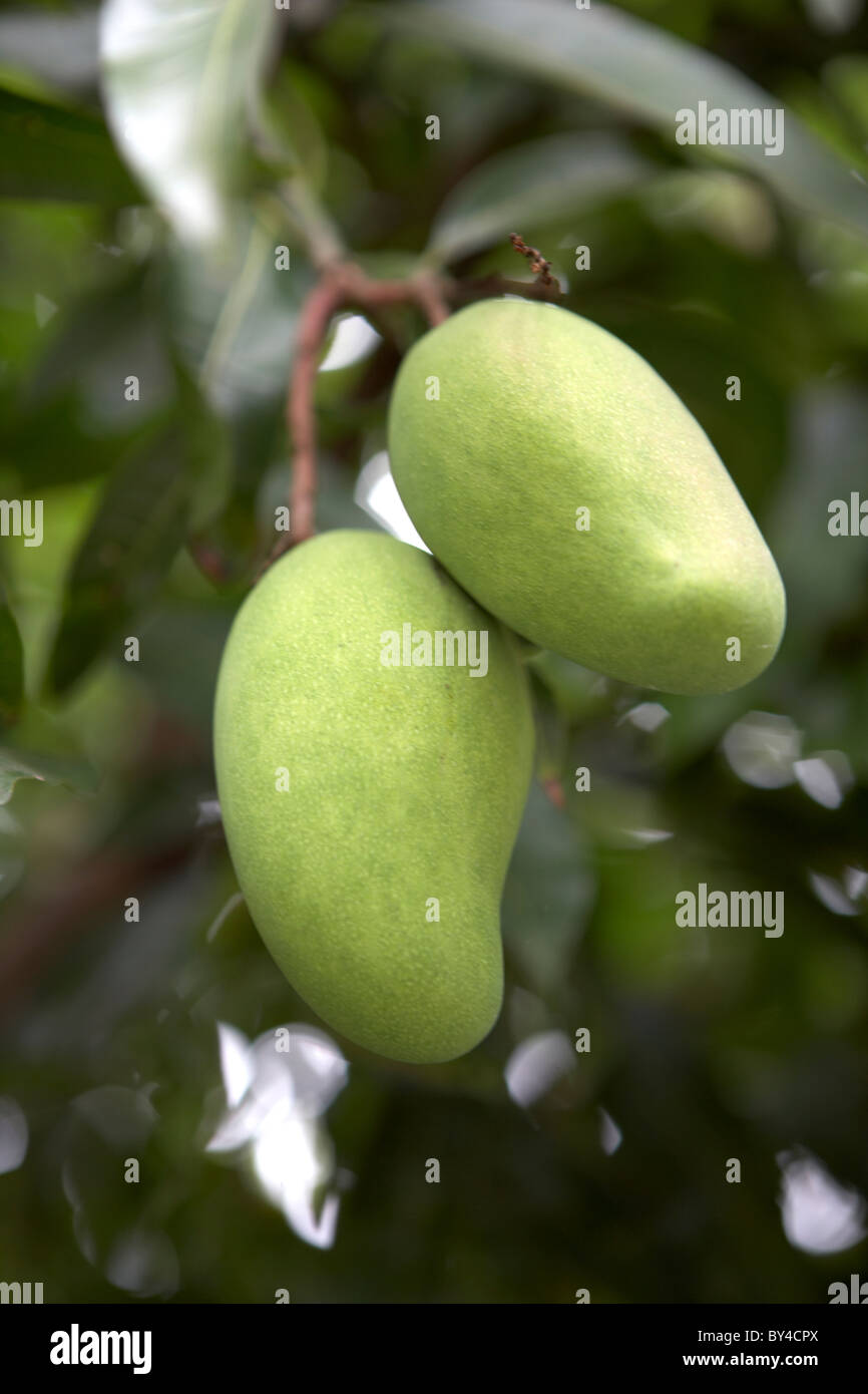 Mango Growing Stock Photo Alamy