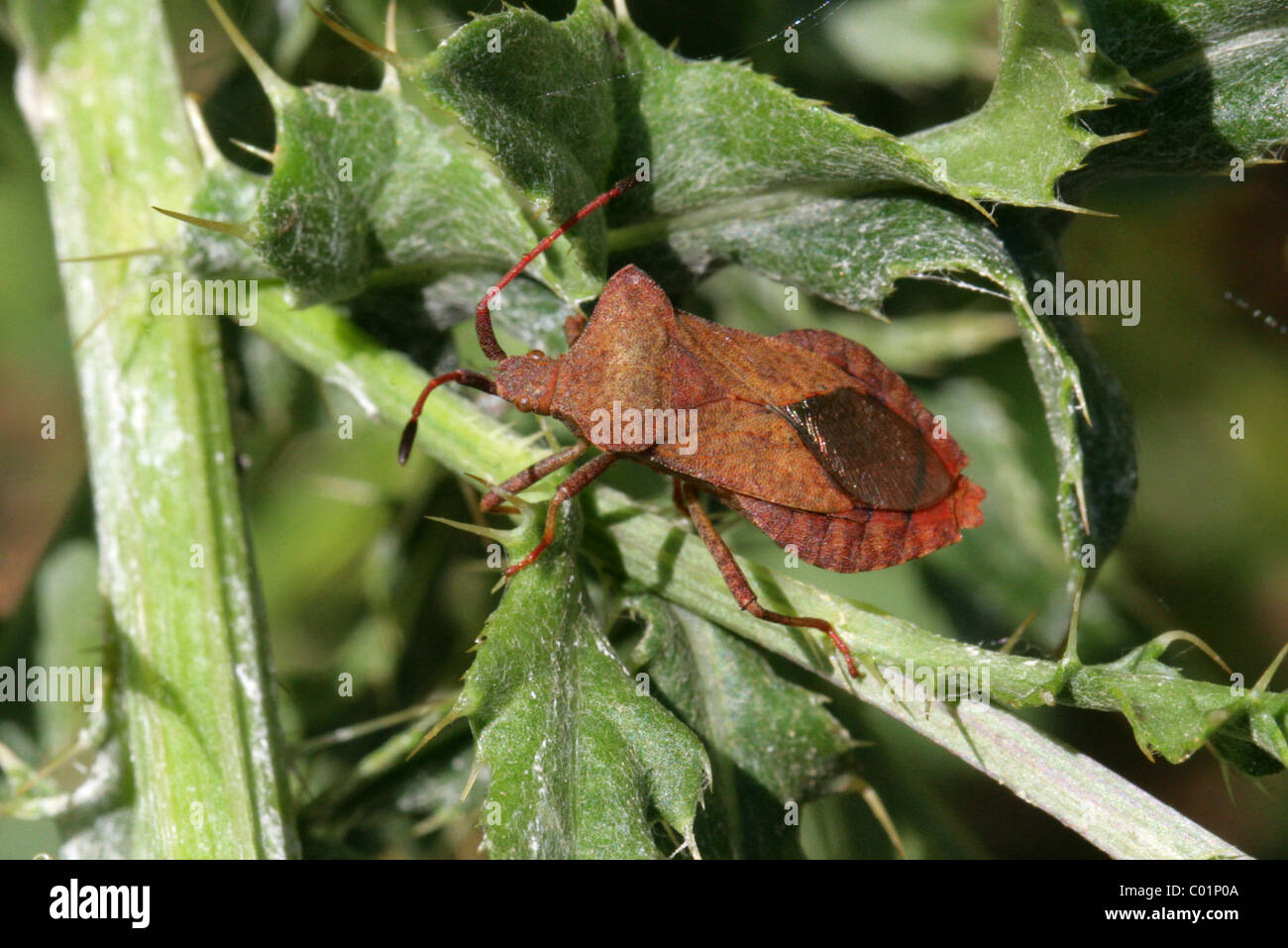 Sucking Bug High Resolution Stock Photography and Images Alamy