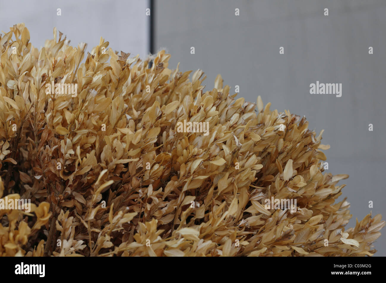 Dead box tree Stock Photo Alamy