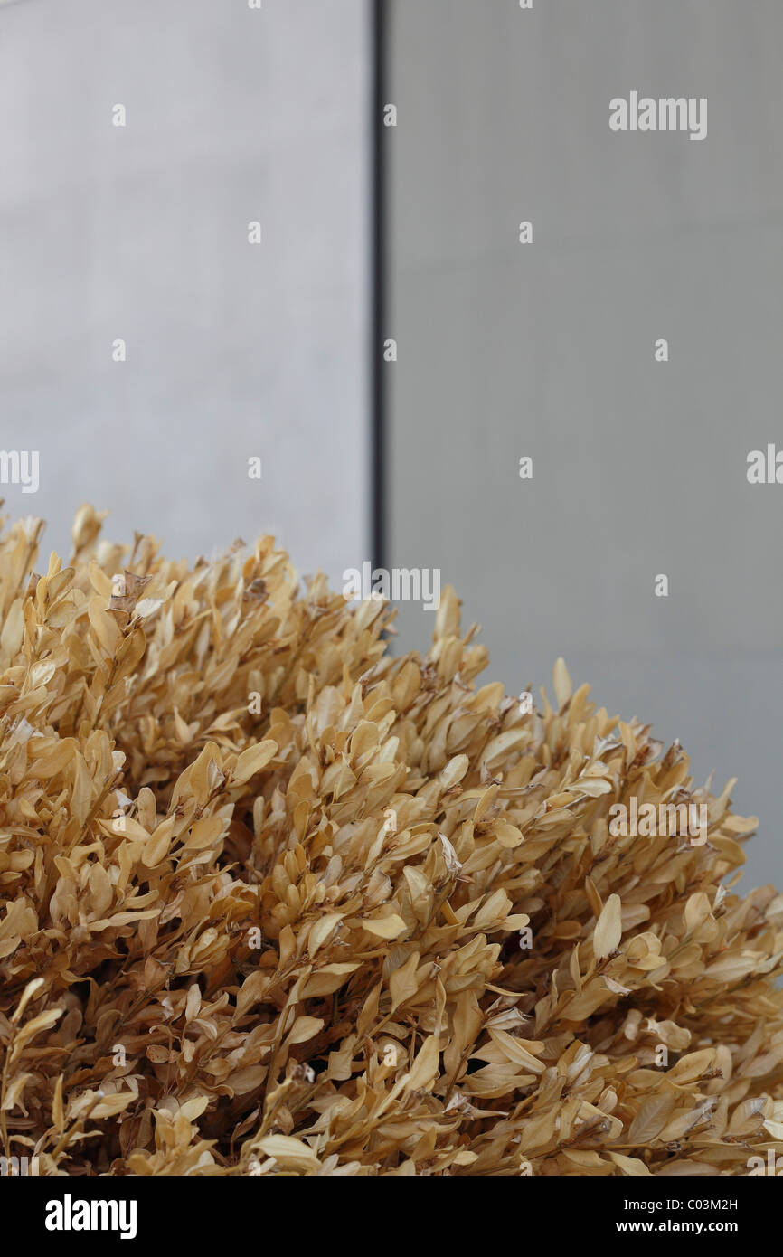 Dead box tree Stock Photo Alamy