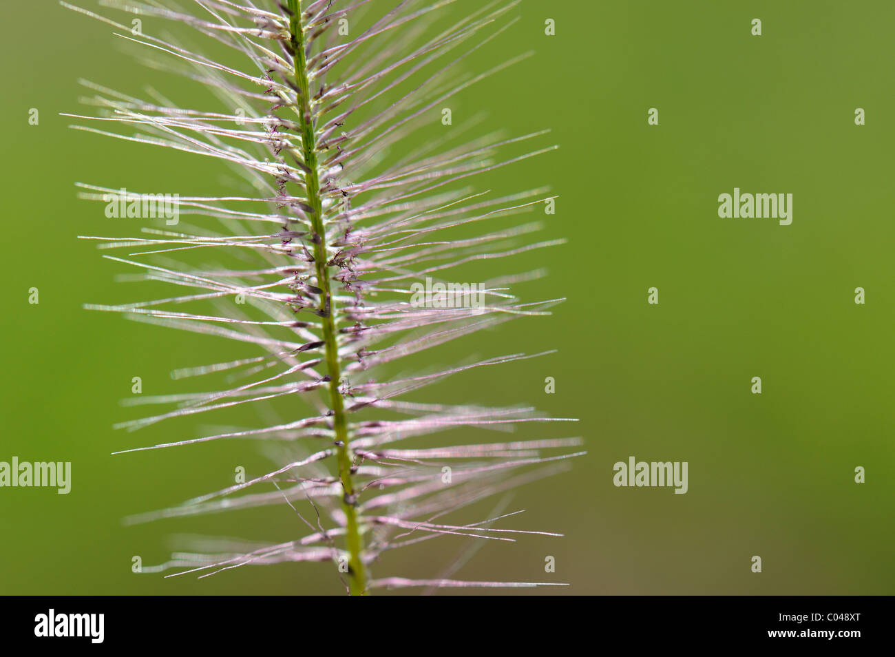 Flower with Plain background Stock Photo Alamy