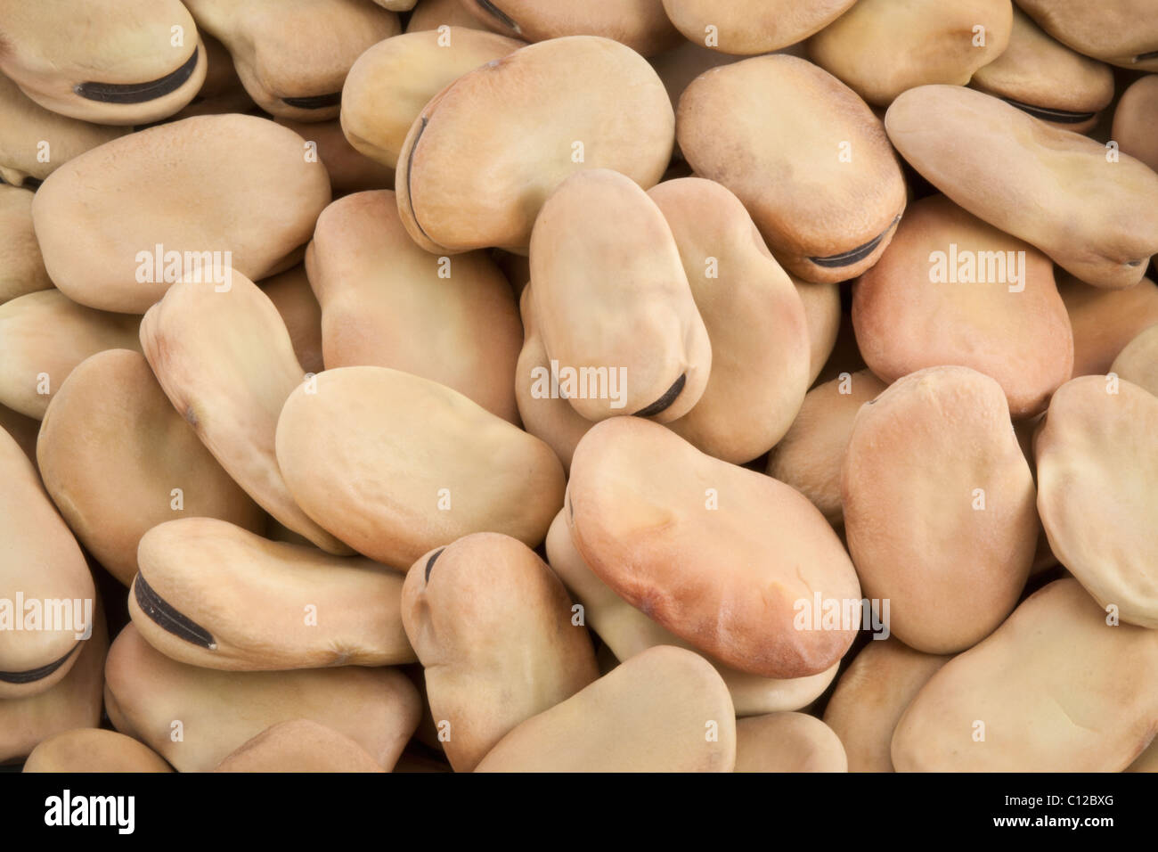 Broadbeans dry faba bean macro hires stock photography and images Alamy