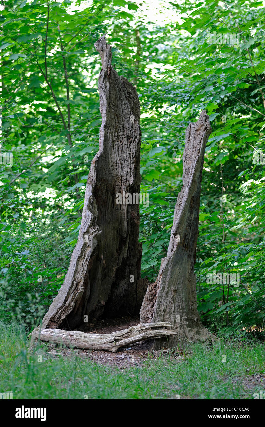 Old split tree stump Stock Photo Alamy