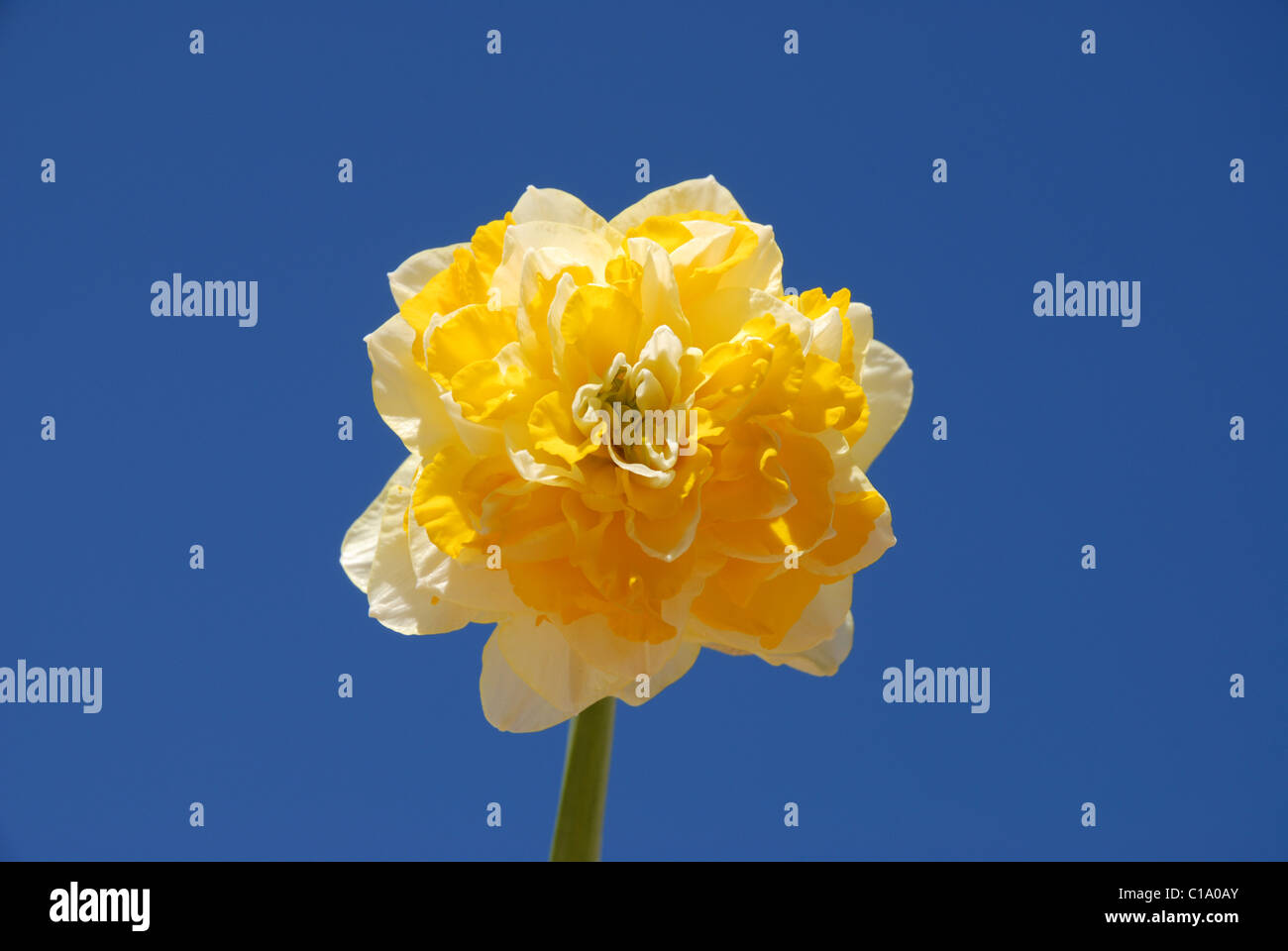 Daffodil varieties hires stock photography and images Alamy