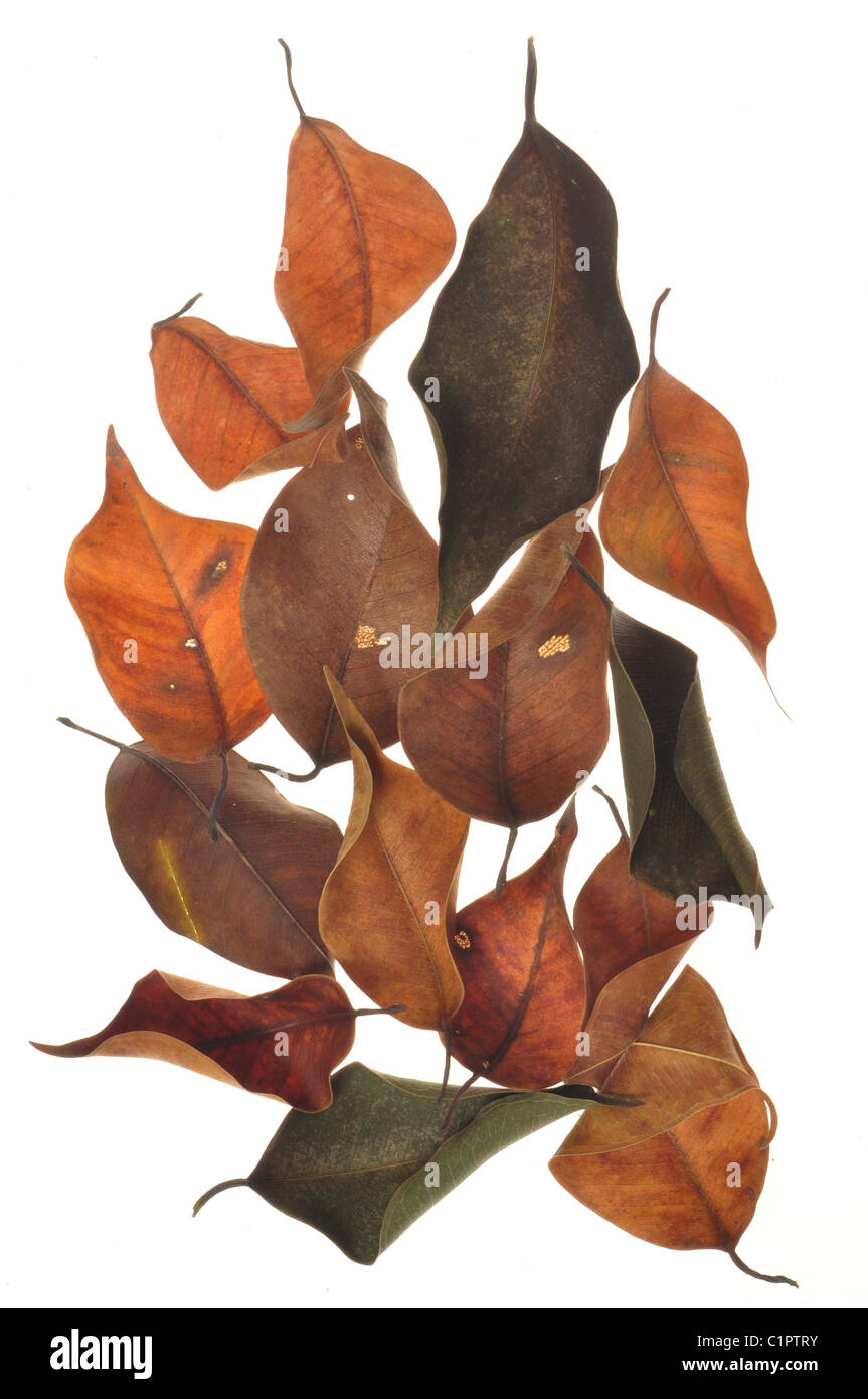 Dead dry leaf Stock Photo Alamy