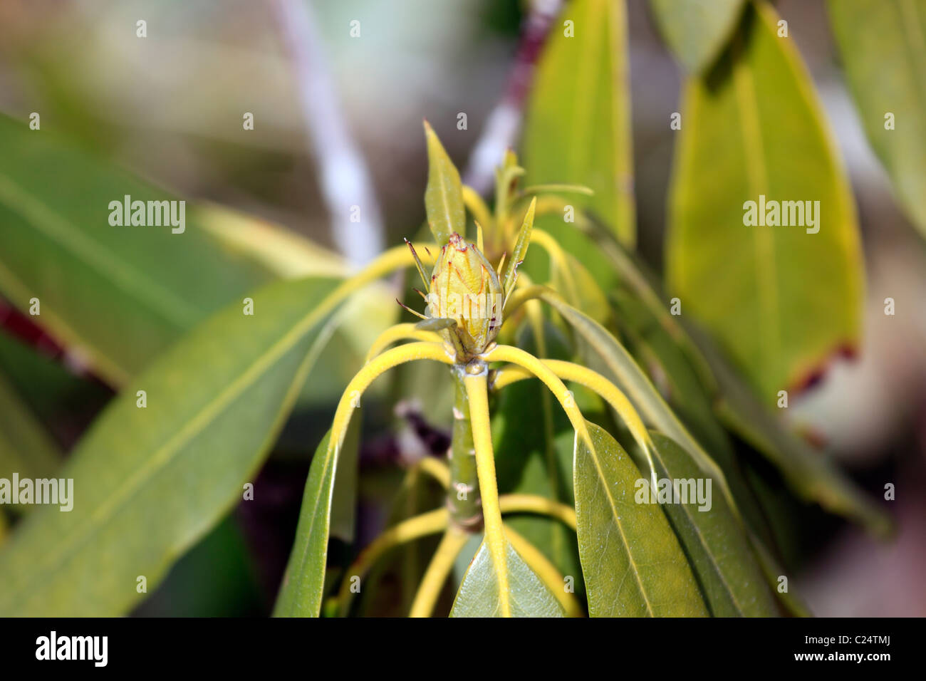 Budding Plant High Resolution Stock Photography and Images Alamy