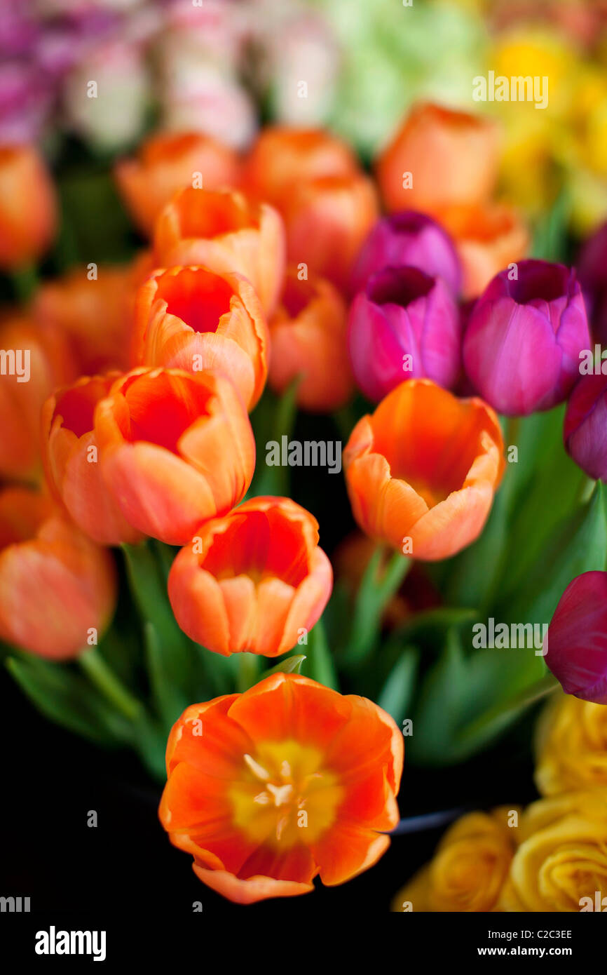 Tulip price hires stock photography and images Alamy