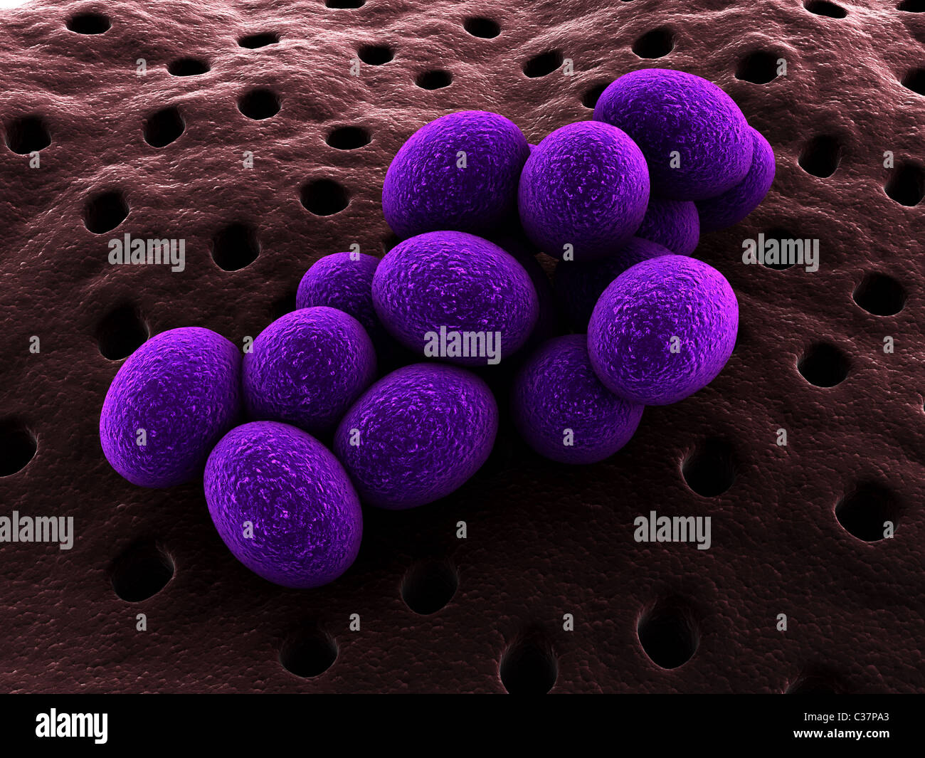 Staphylococcus bacteria hires stock photography and images Alamy