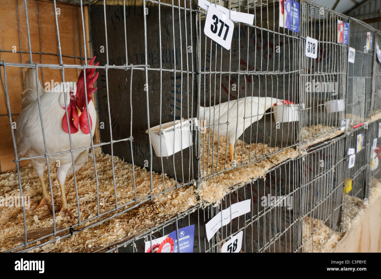 Chicken cages hires stock photography and images Alamy