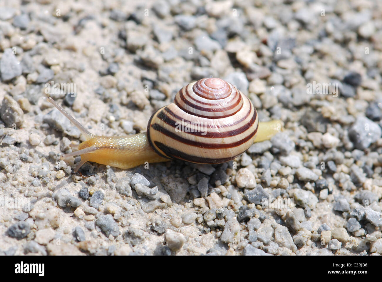 Snail moving Stock Photo Alamy