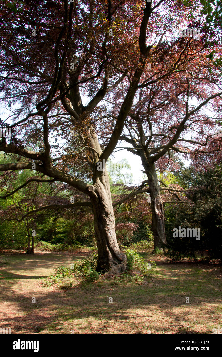 Copper Beech trees Stock Photo Alamy