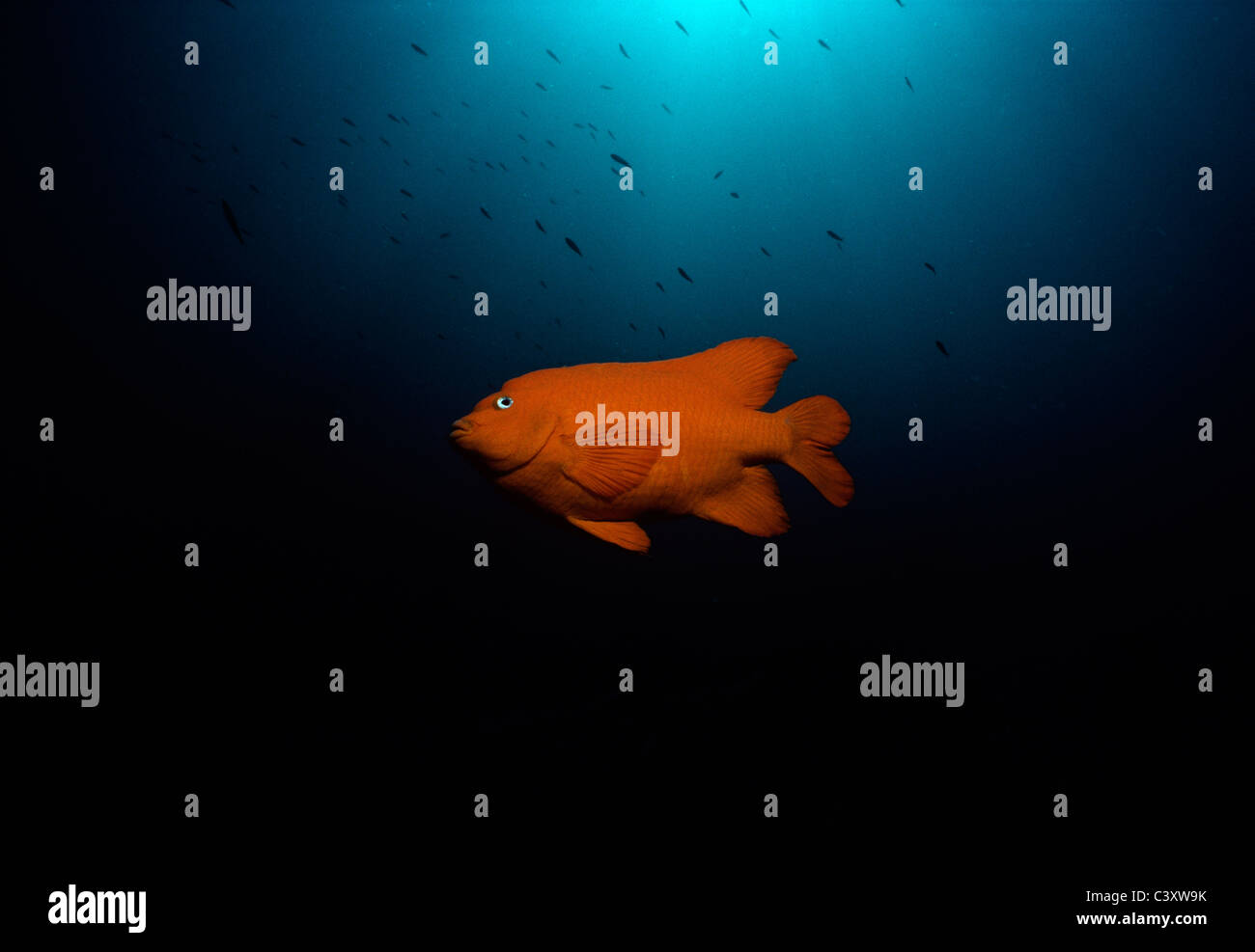 Garibaldi damsel hires stock photography and images Alamy