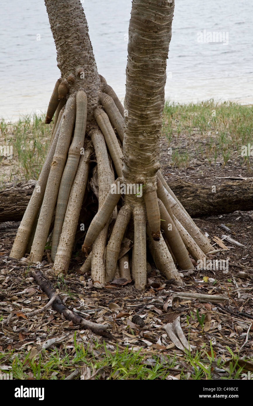 Palm tree with roots hires stock photography and images Alamy