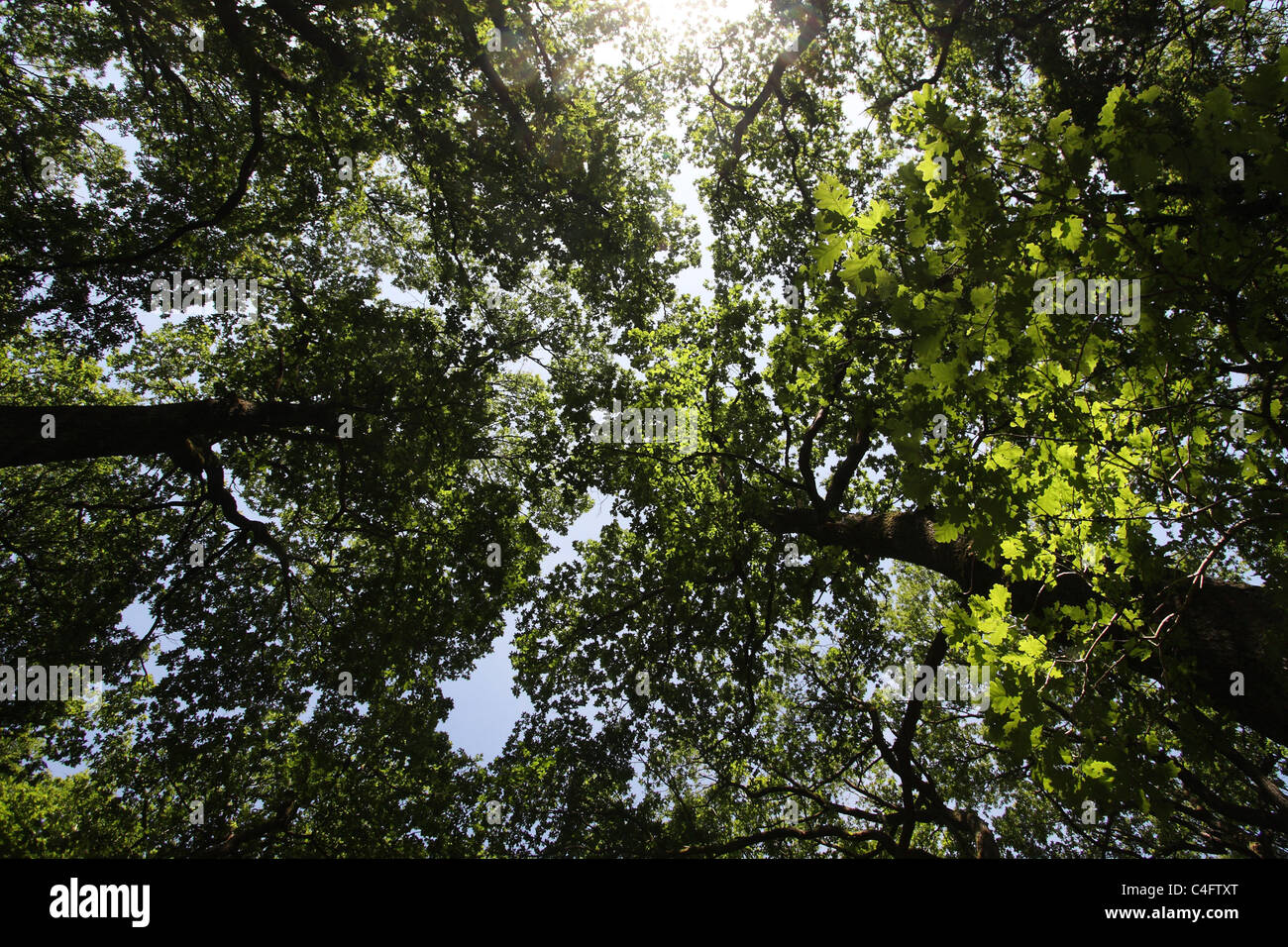 Oak trees canopy Stock Photo Alamy