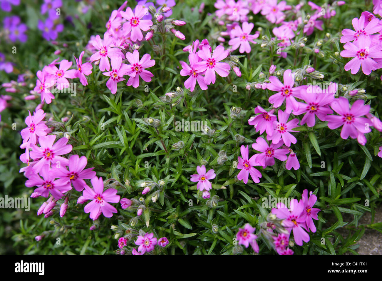 Summer Bedding Plants Stock Photo Alamy