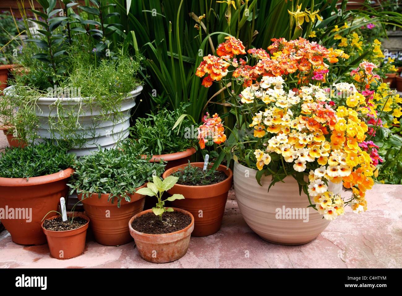 Summer Bedding Plants Stock Photo Alamy