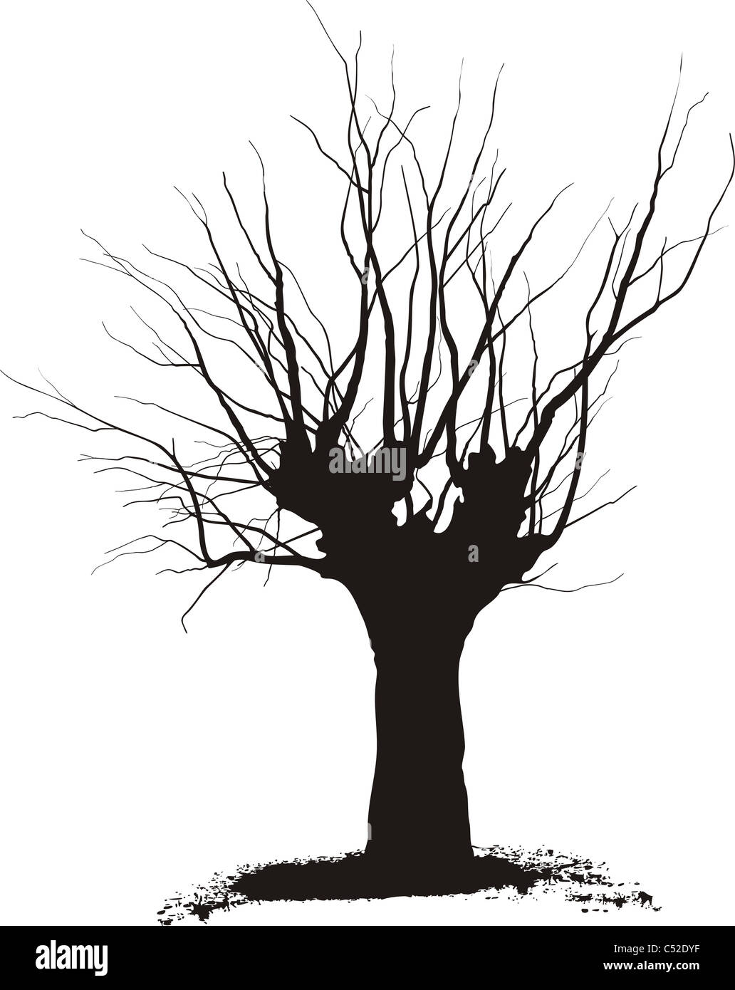 Acacia, tree pruning Stock Photo Alamy